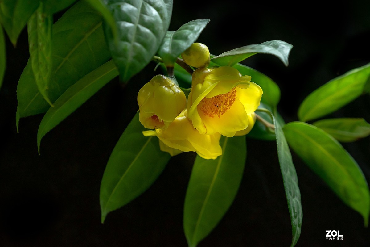 金茶花贺岁迎新春