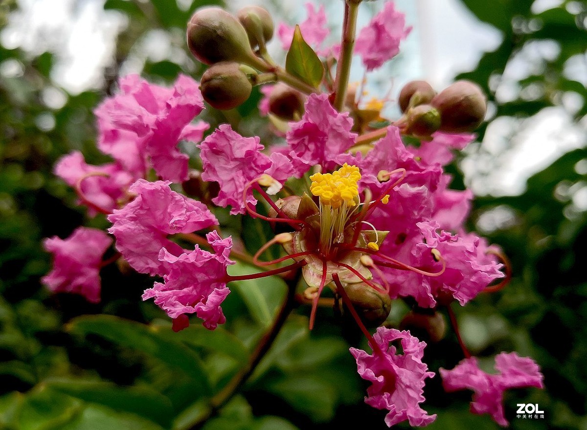 紫  薇  花 -------。