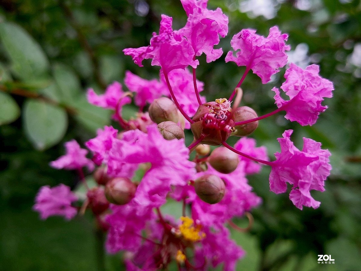 紫  薇  花 -------。