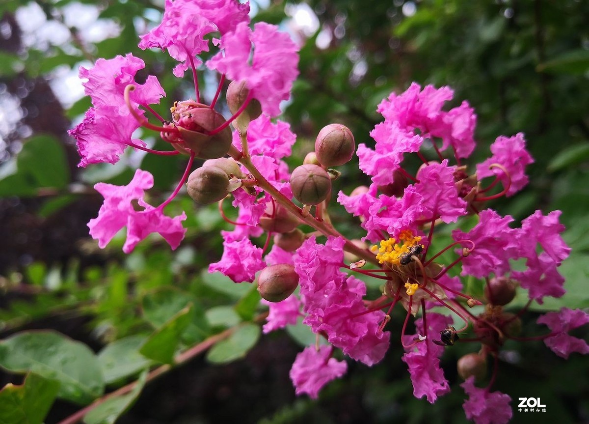 紫  薇  花 -------。