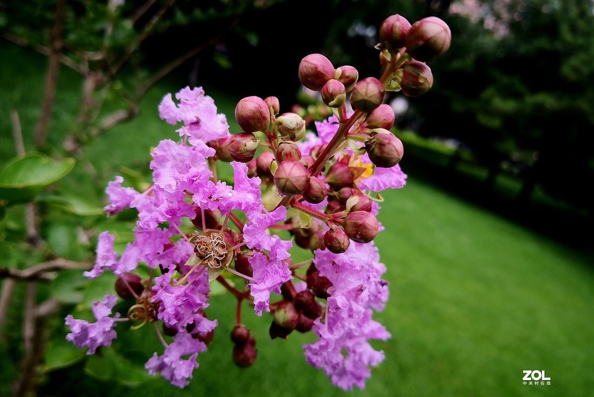 紫  薇  花 -------。