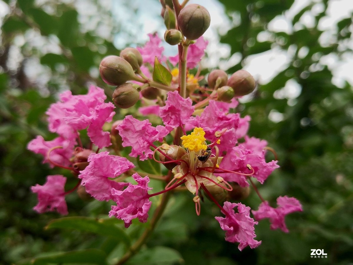 紫  薇  花 -------。