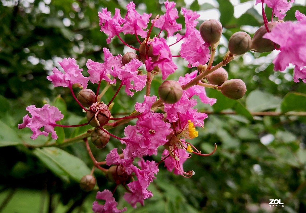 紫  薇  花 -------。