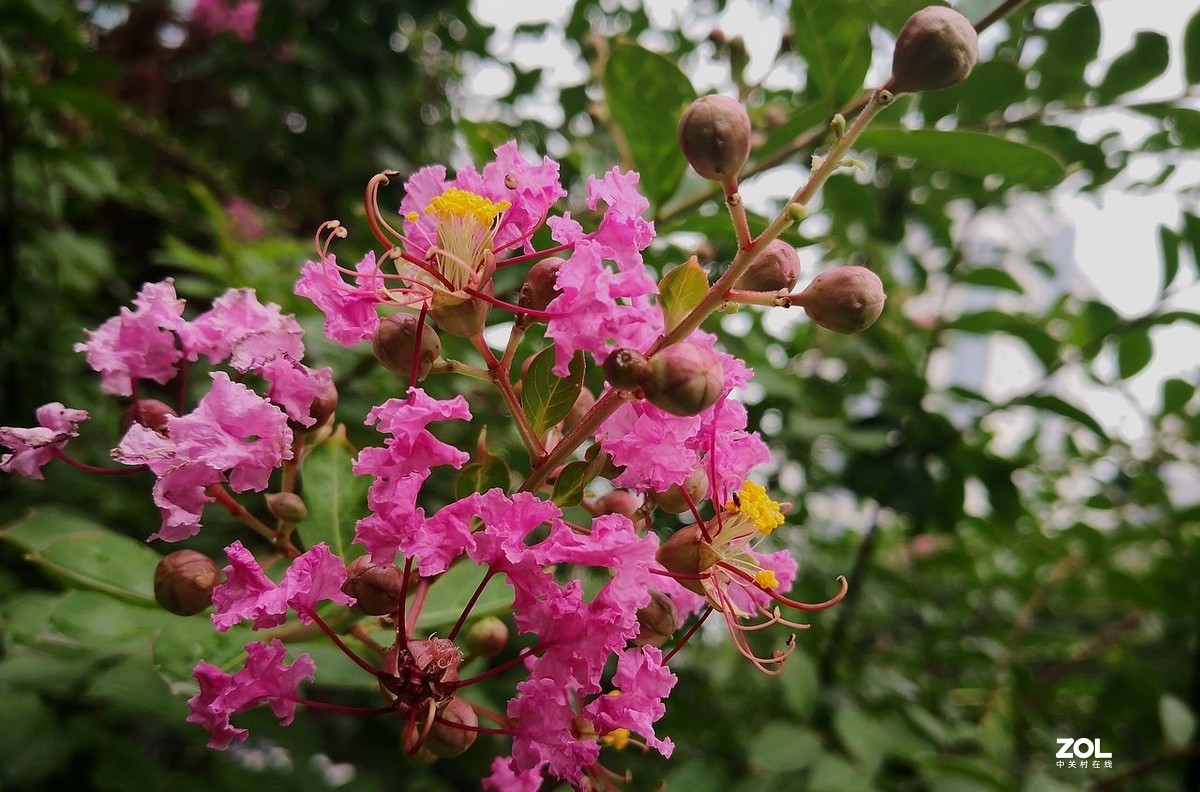 紫  薇  花 -------。