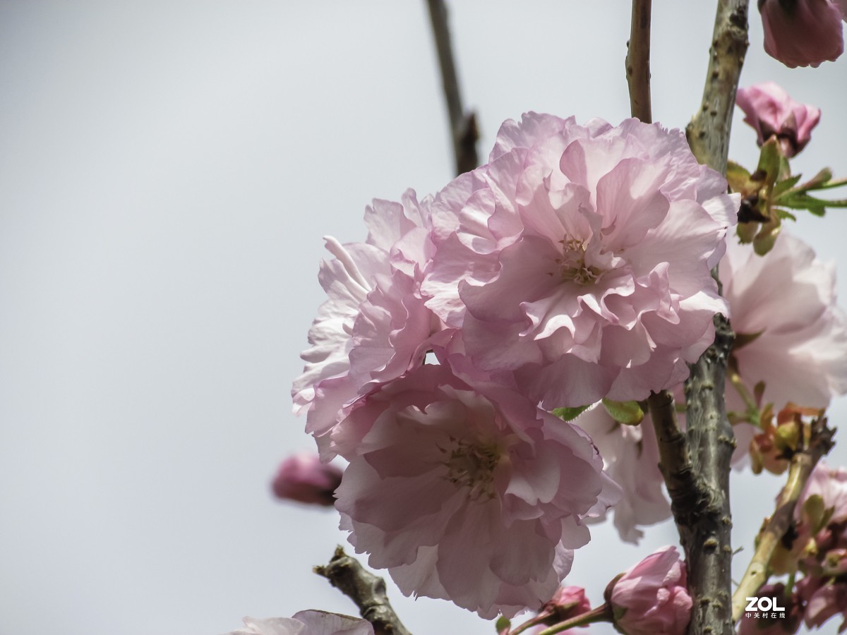 樱花