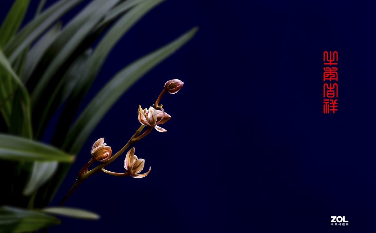 几张兰花小片祝朋友们春节快乐