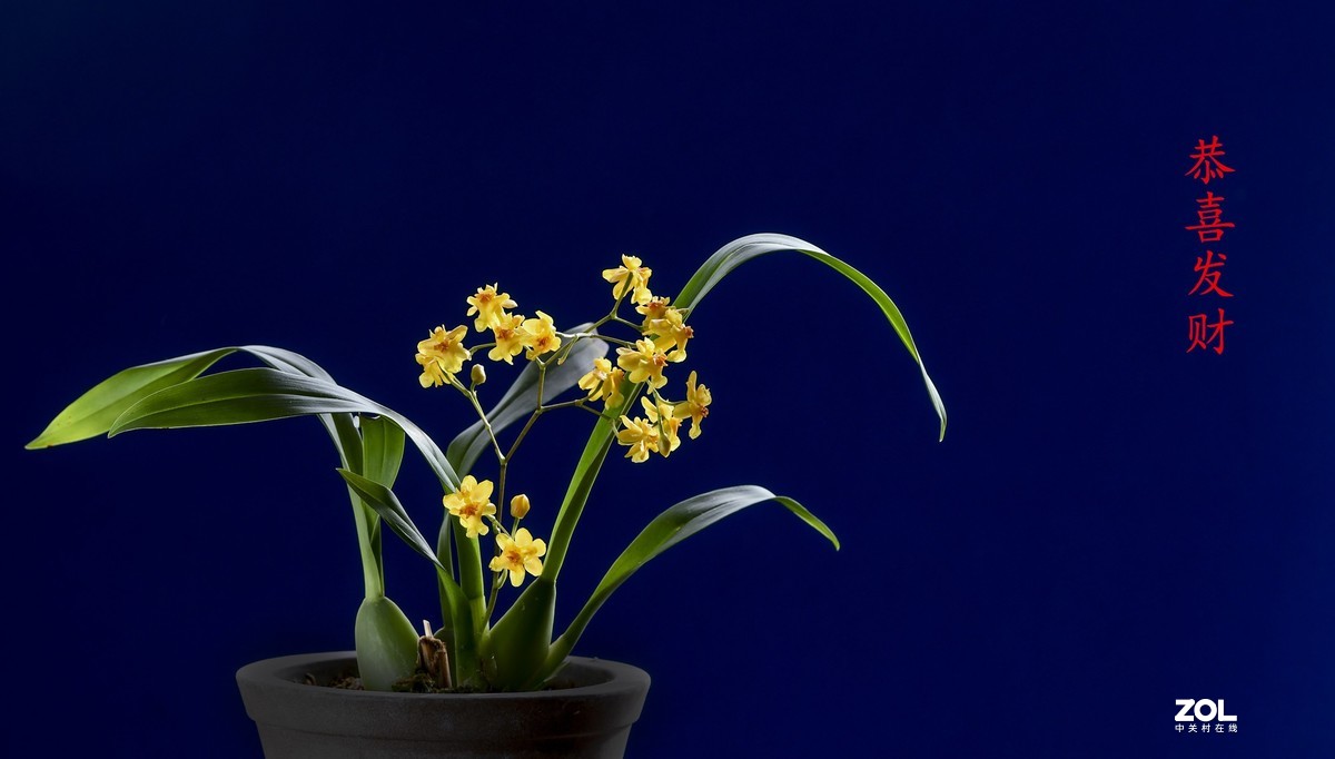 几张兰花小片祝朋友们春节快乐