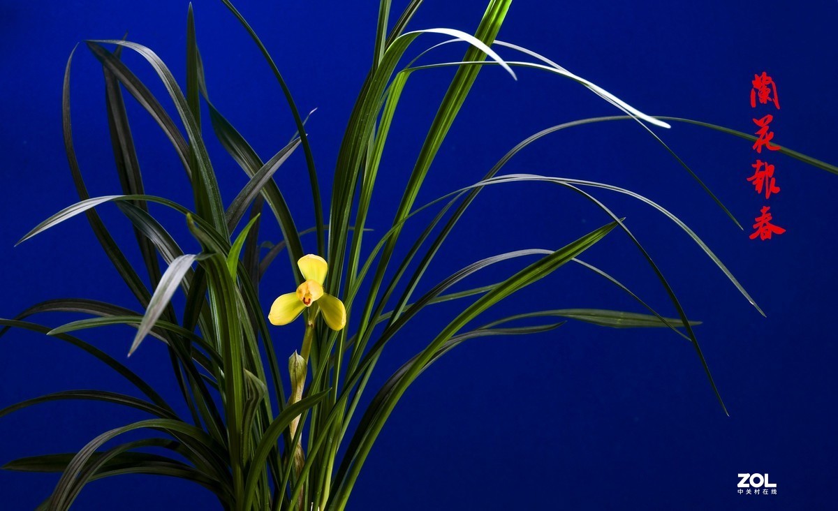 几张兰花小片祝朋友们春节快乐