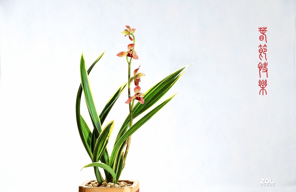 几张兰花小片祝朋友们春节快乐