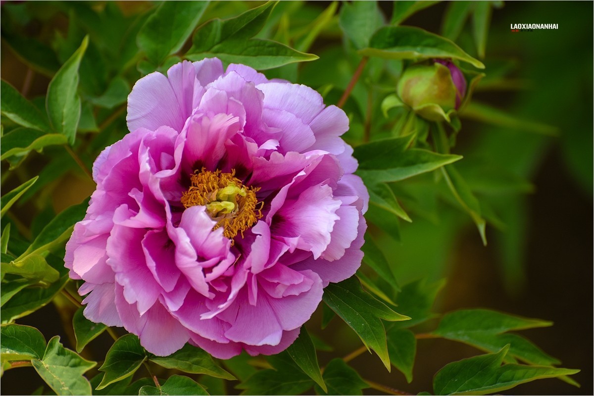 2021年第245贴北京植物园牡丹花40425f