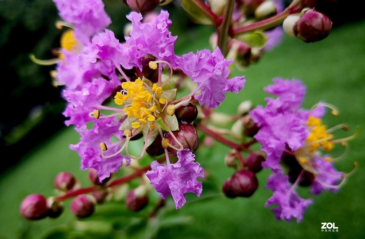 紫  薇  花 -------。