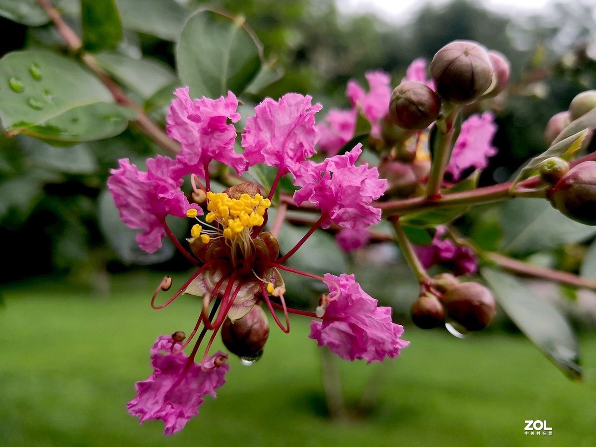 紫  薇  花 -------。