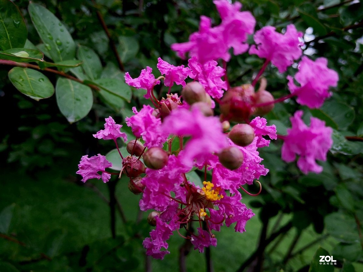 紫  薇  花 -------。