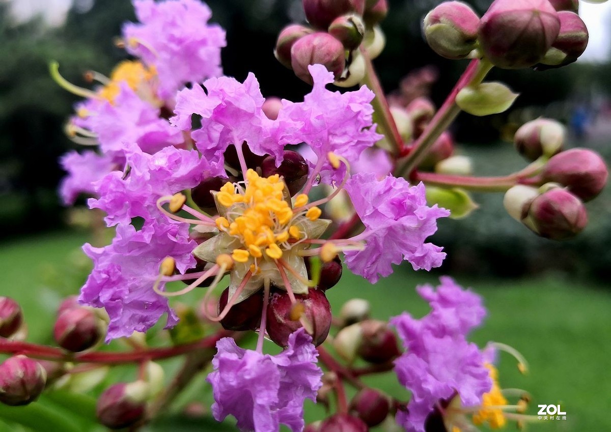 紫  薇  花 -------。