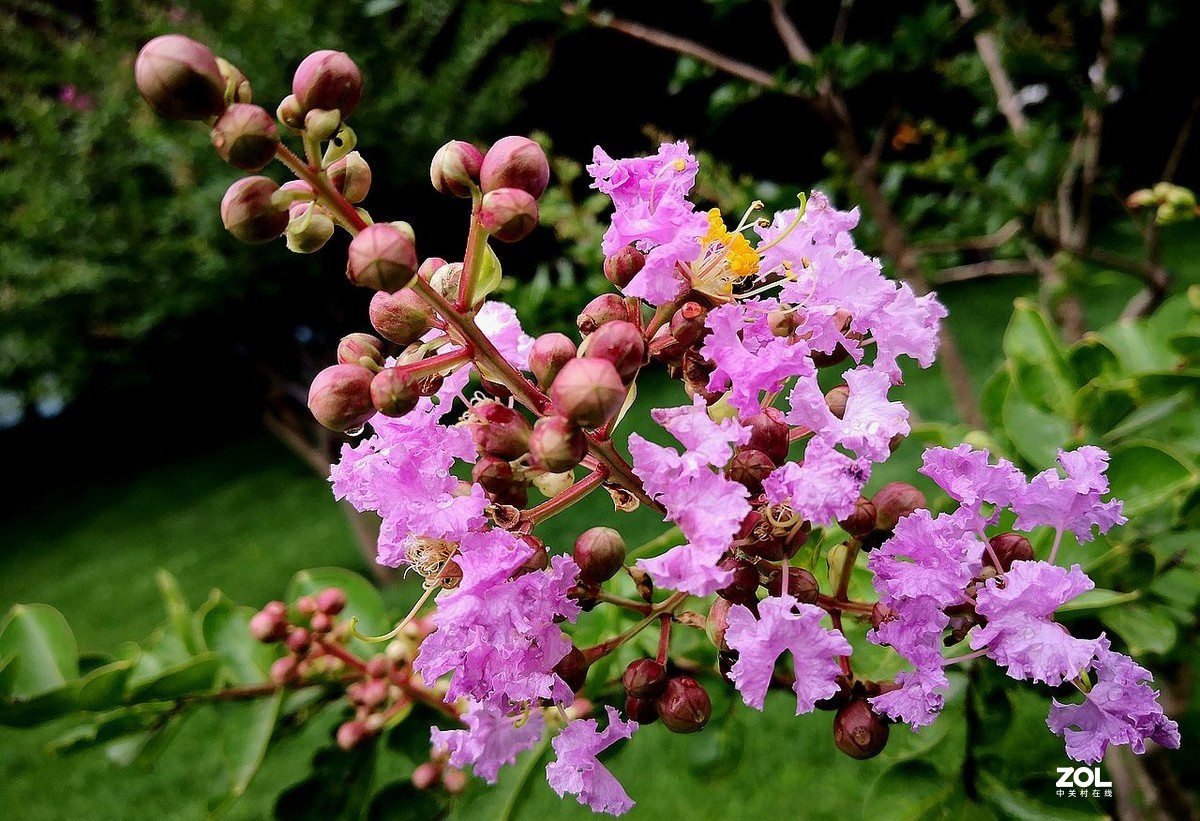 紫  薇  花 -------。