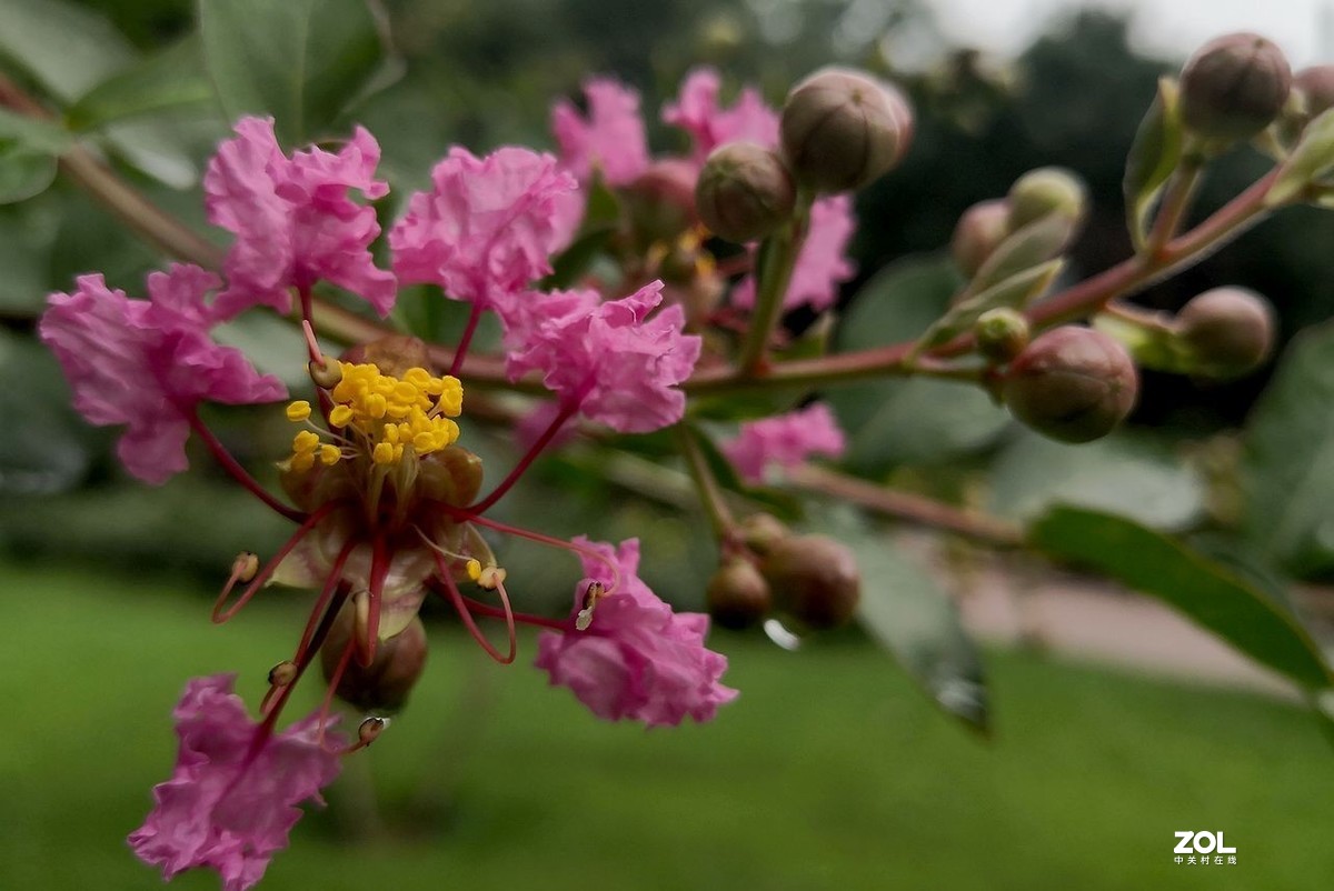 紫  薇  花 -------。