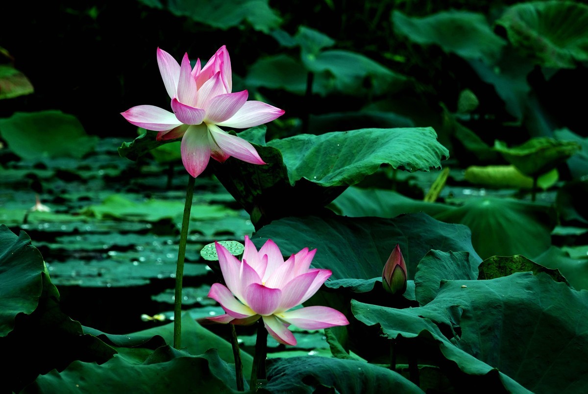 2021…荷花 (91)-中关村在线摄影论坛