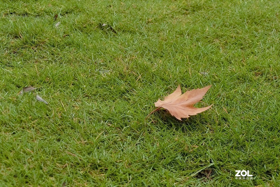 一 叶 知 秋