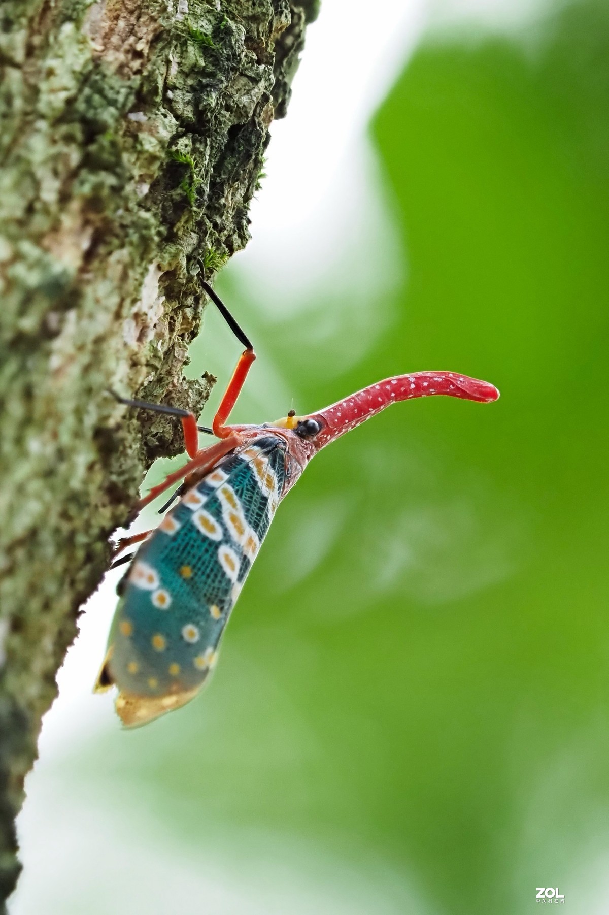 龙眼树上的象鼻蜡蝉"龙眼鸡"