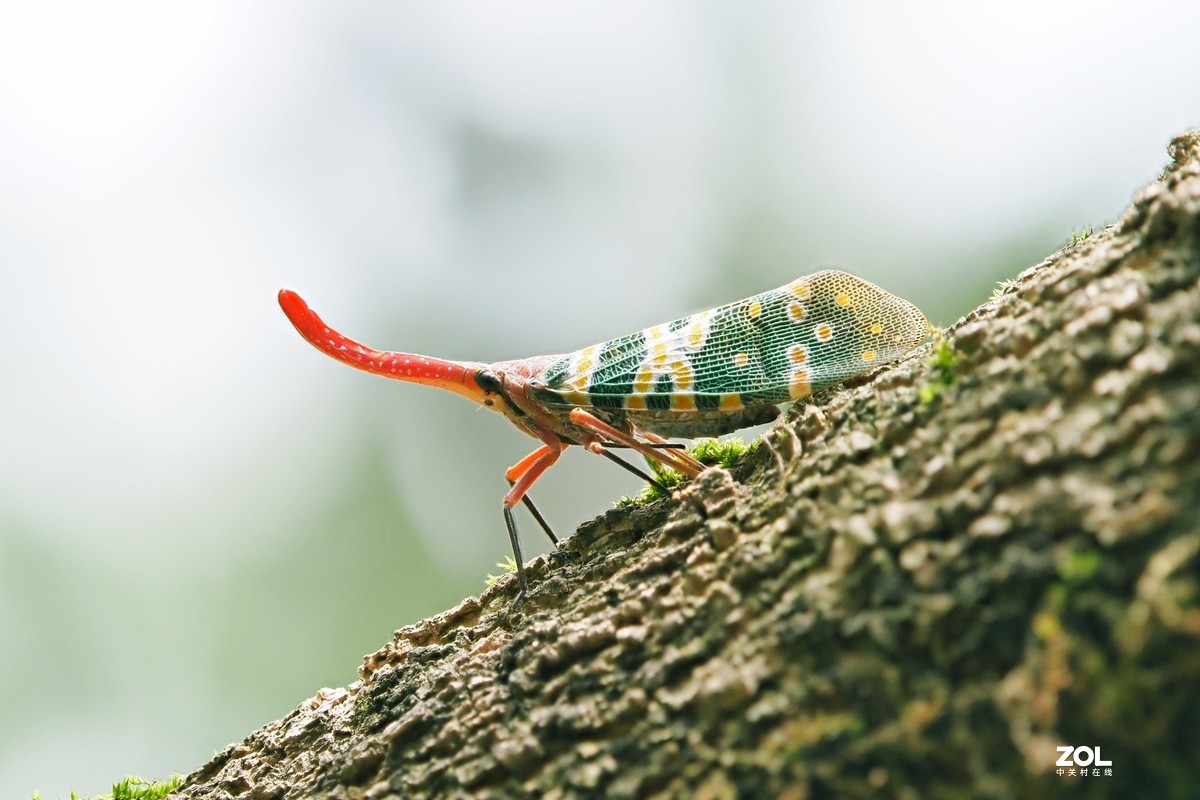龙眼树上的象鼻蜡蝉