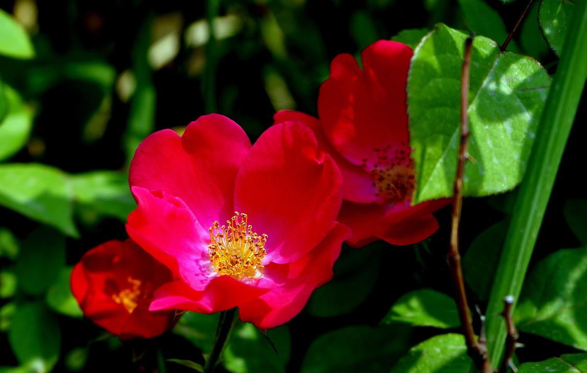 遛弯随拍花卉《1》