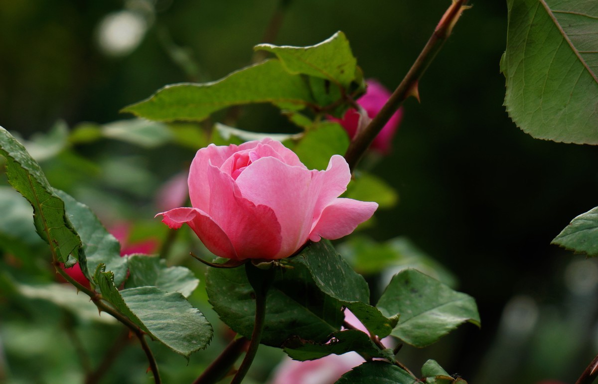 遛弯随拍花卉《1》