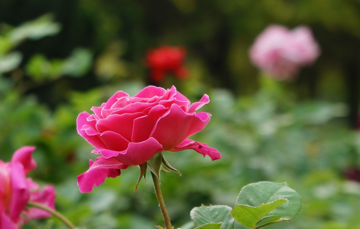 遛弯随拍花卉《1》