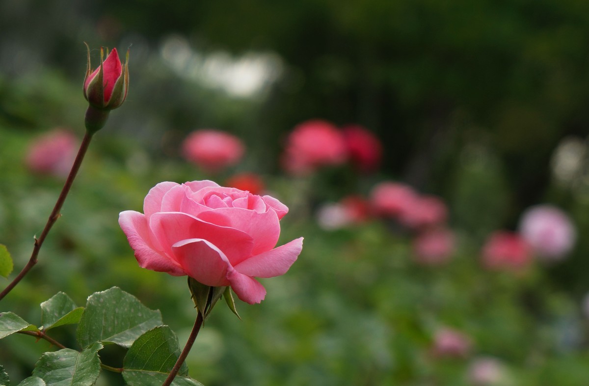 遛弯随拍花卉《1》