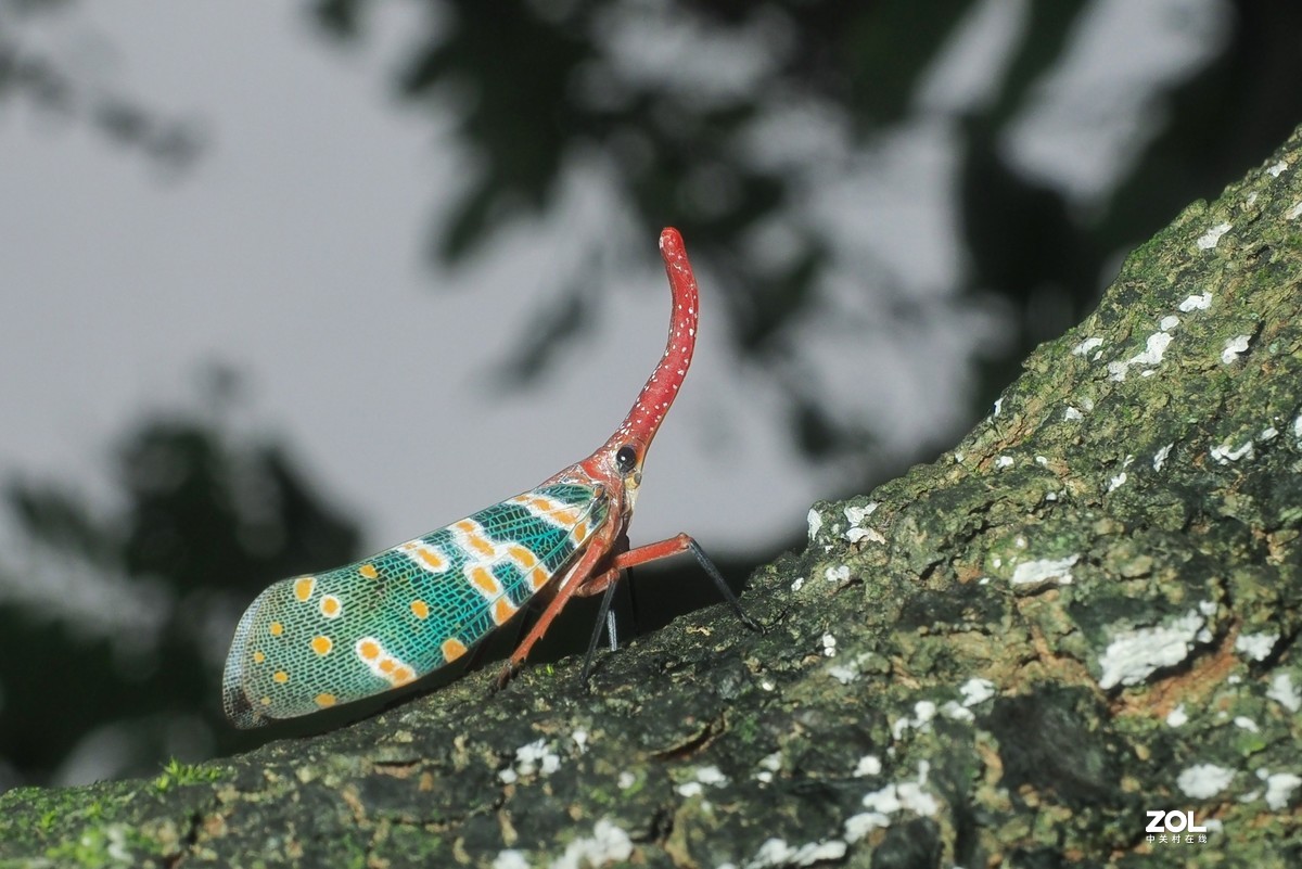 龙眼树上的象鼻蜡蝉