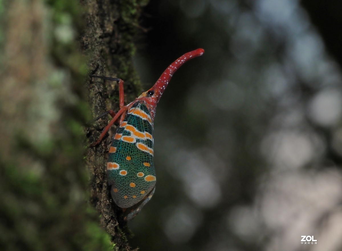 龙眼树上的象鼻蜡蝉