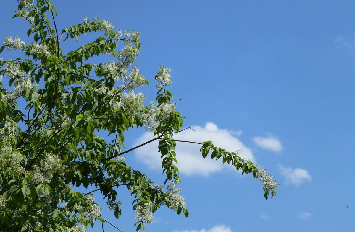 山李子树花