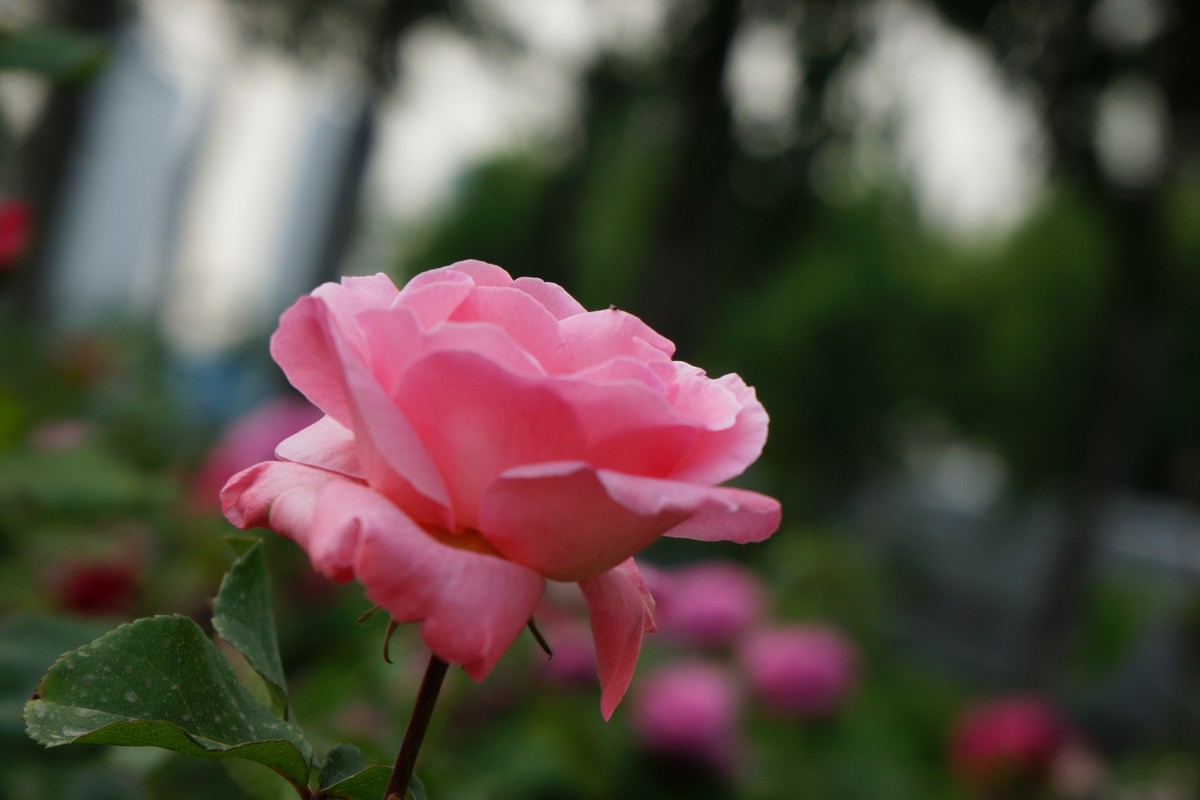 遛弯随拍花卉《1》