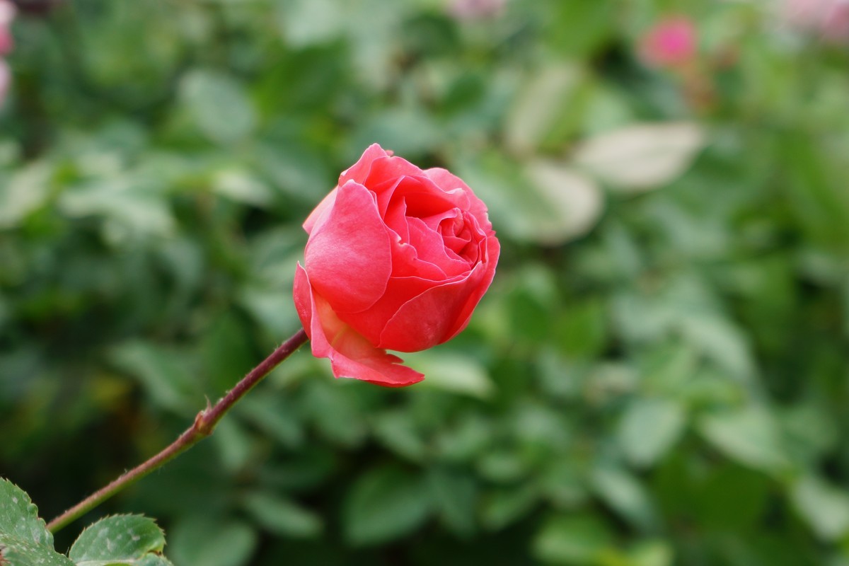 遛弯随拍花卉《1》