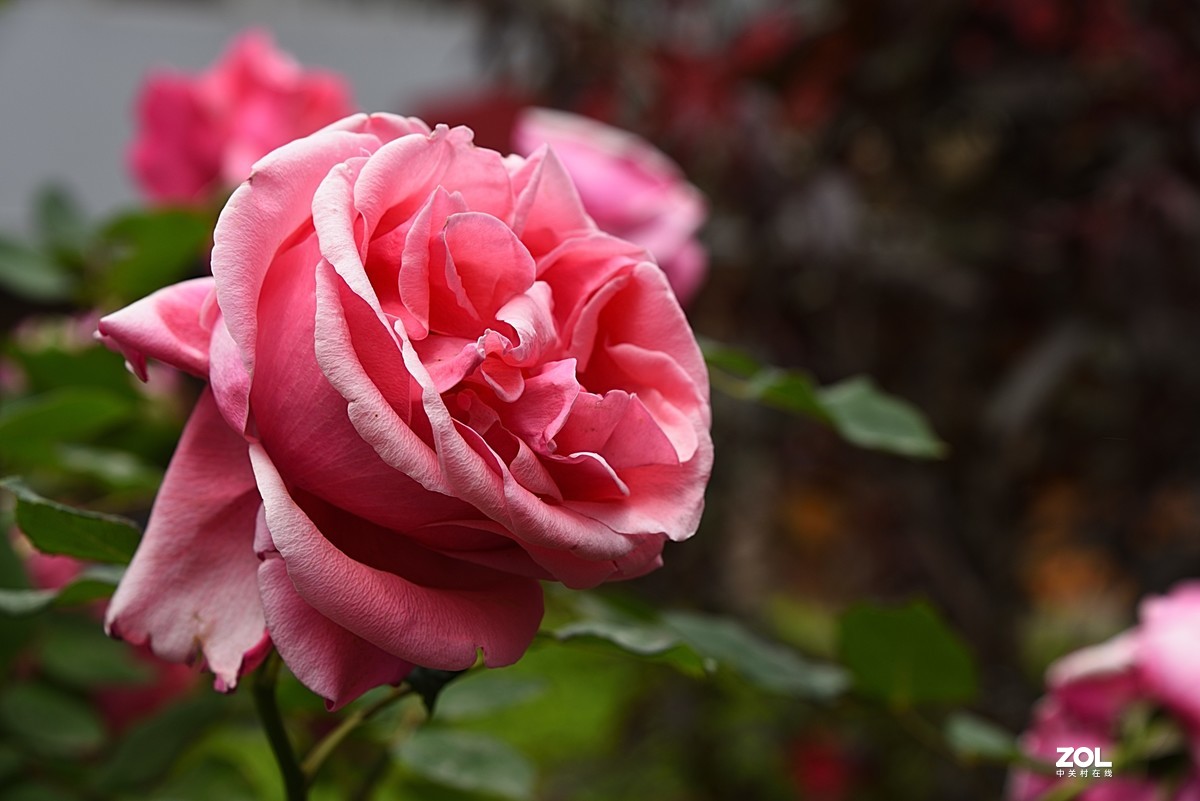 2021月季花6