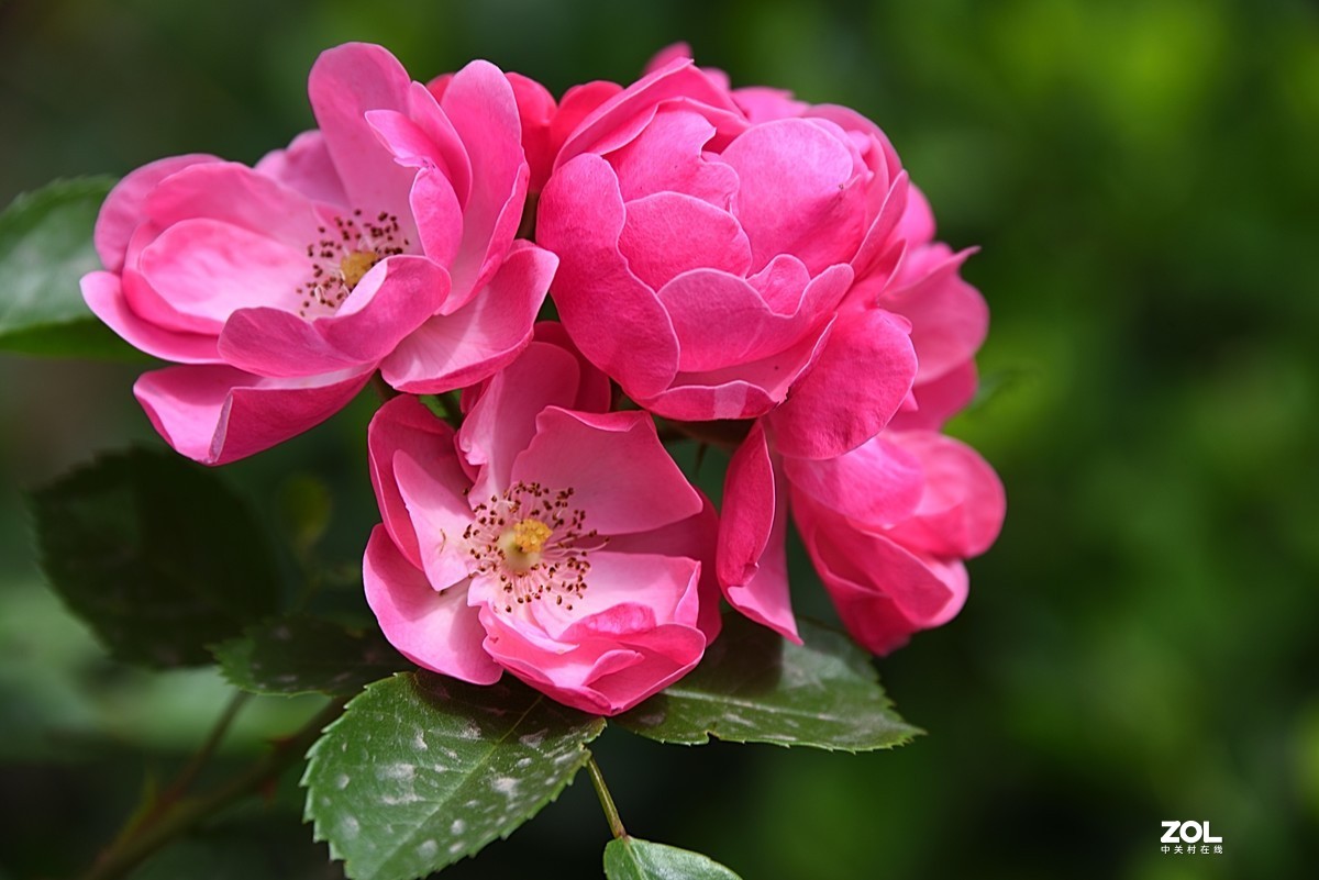 2021月季花 (6)-中关村在线摄影论坛