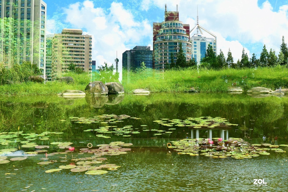【睡莲情缘】——摄于上海伊利公园小池塘