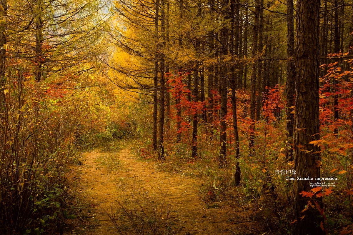 - - - - -   秋  の  影  韵  - - - - -