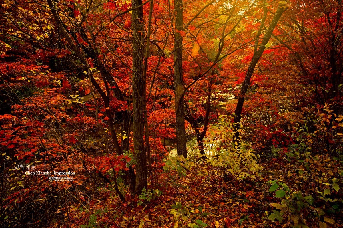 - - - - -   秋  の  影  韵  - - - - -