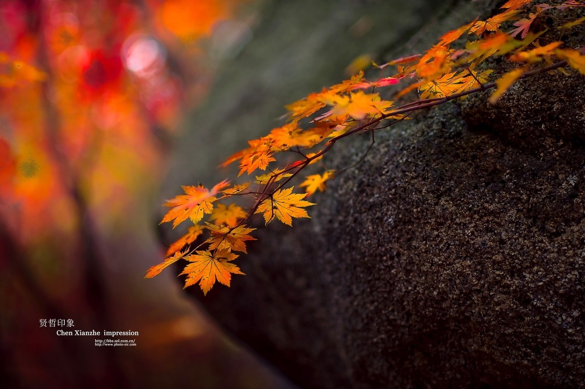 - - - - -   秋  の  影  韵  - - - - -