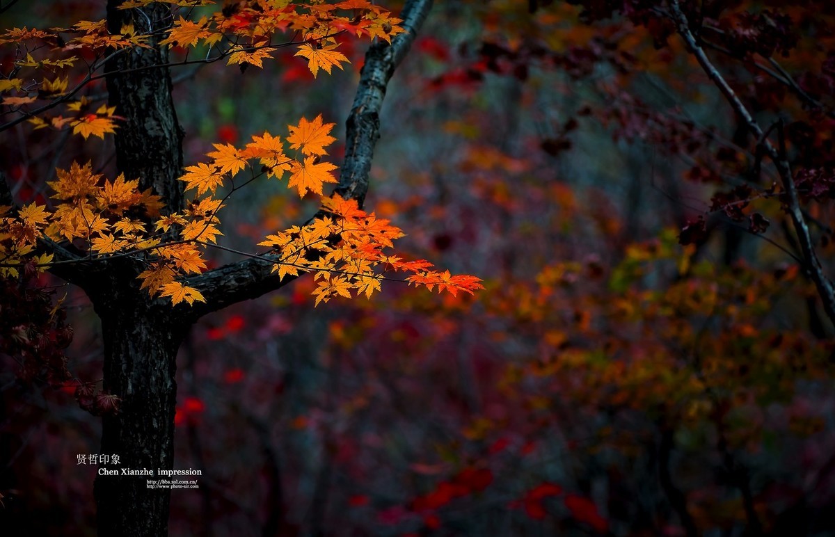 - - - - -   秋  の  影  韵  - - - - -