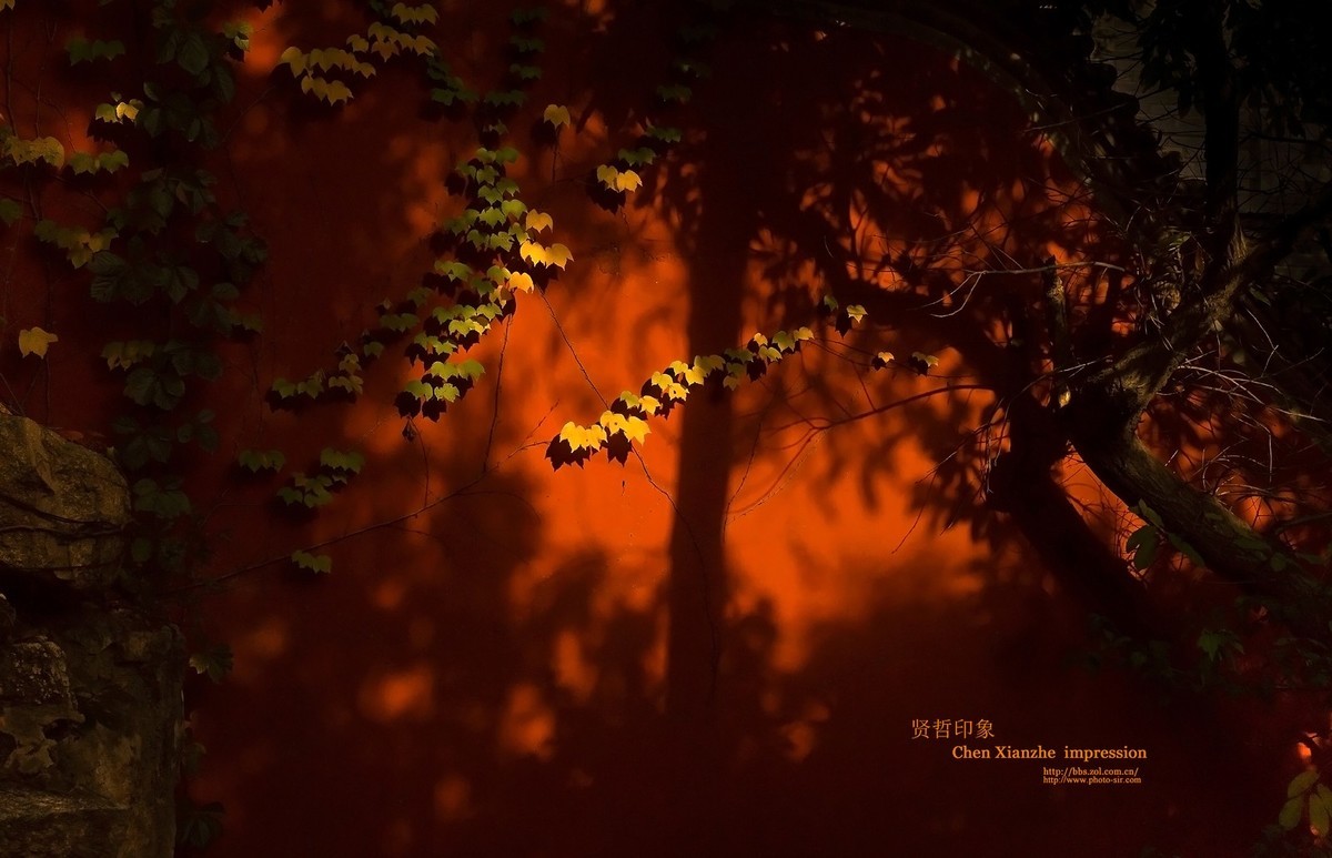 - - - - -   秋  の  影  韵  - - - - -