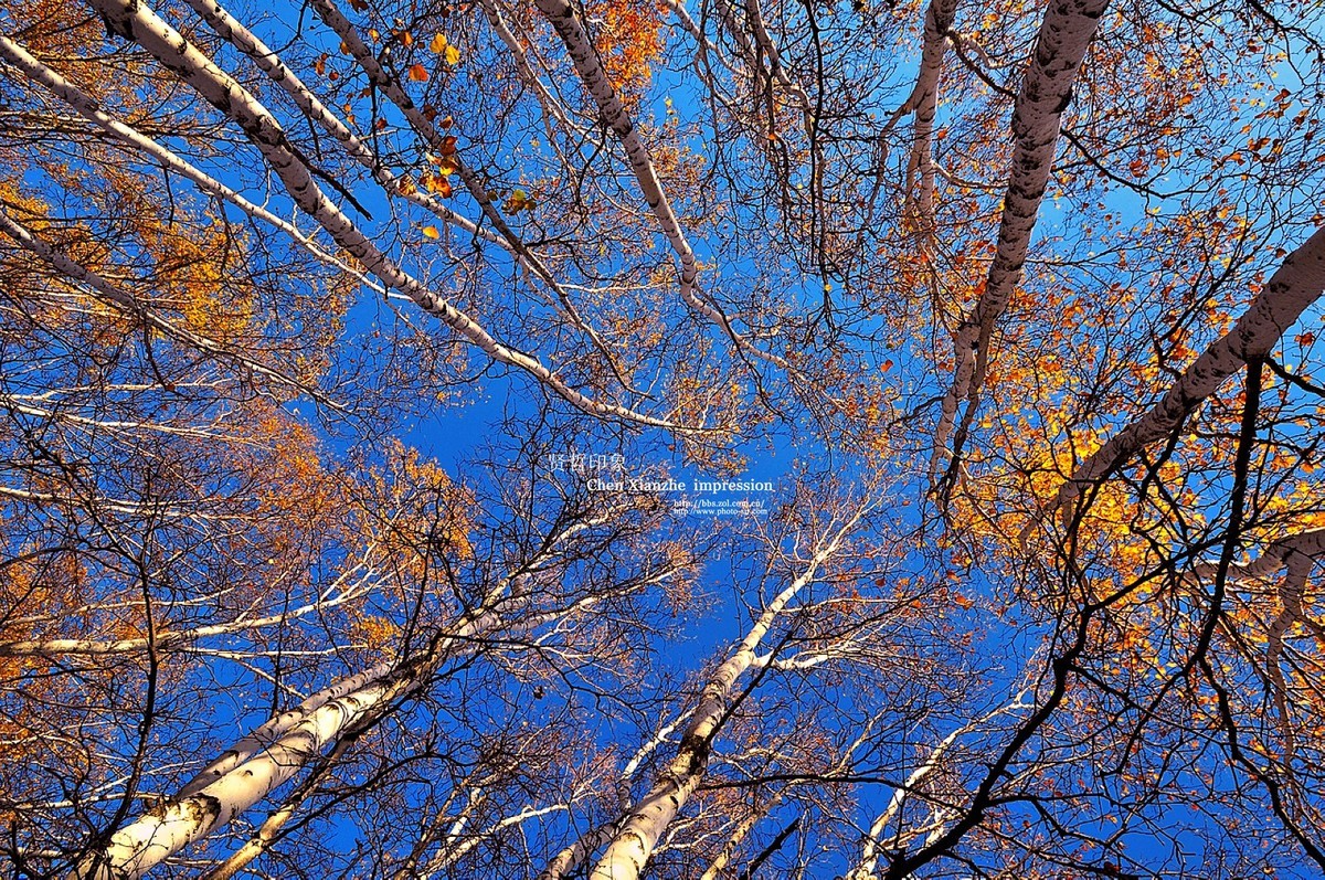 - - - - -   秋  の  影  韵  - - - - -