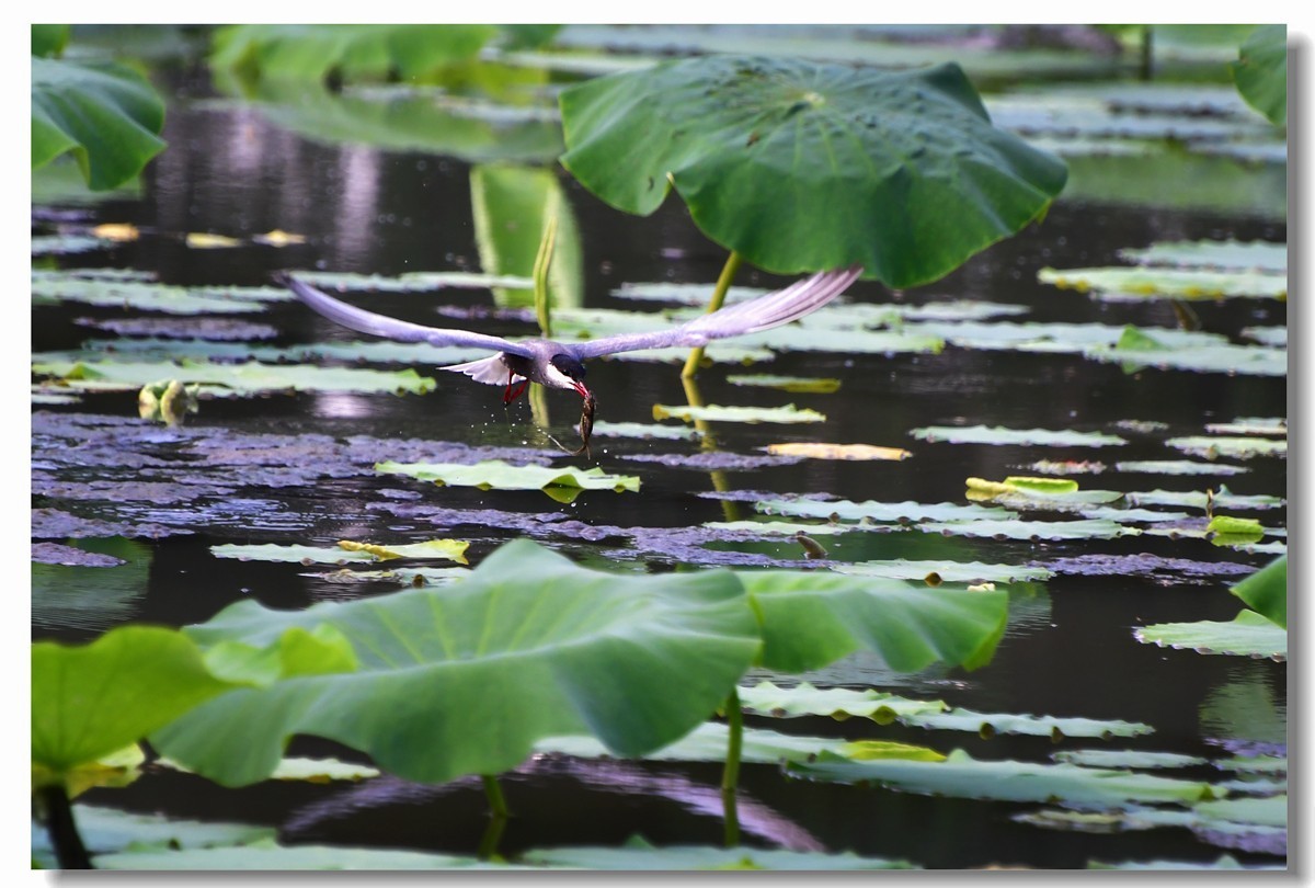 荷塘须浮鸥（三）