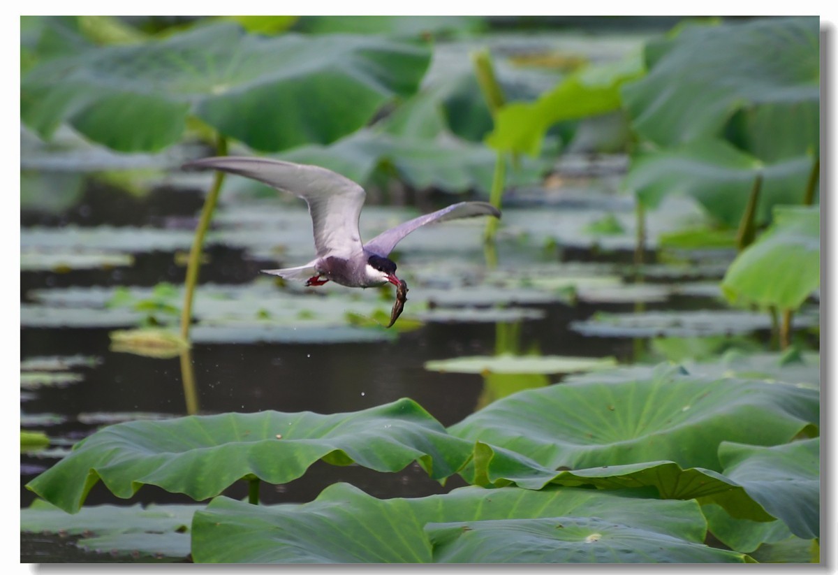 荷塘须浮鸥（三）