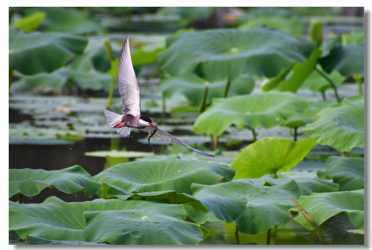 荷塘须浮鸥（三）