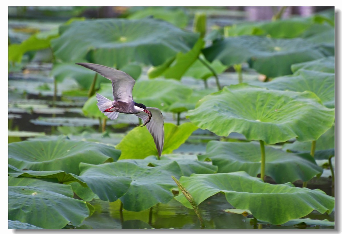 荷塘须浮鸥（三）