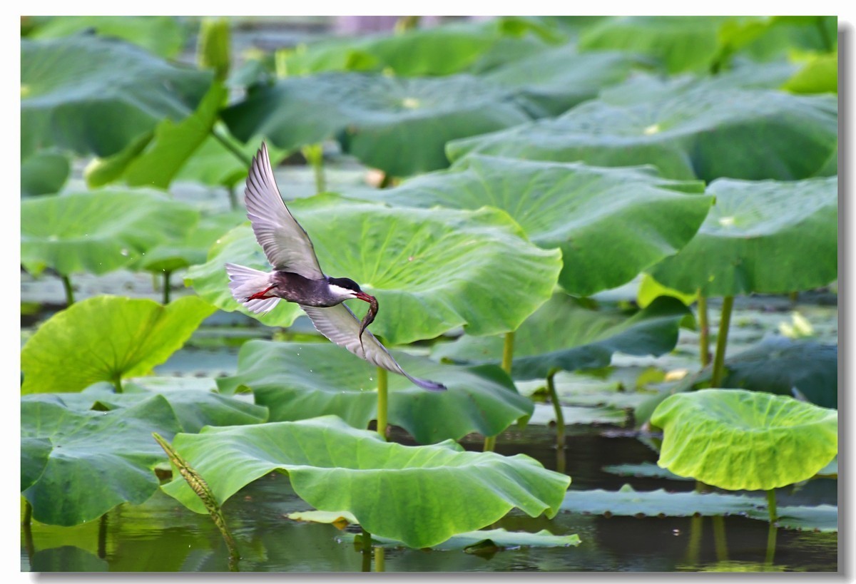 荷塘须浮鸥（三）
