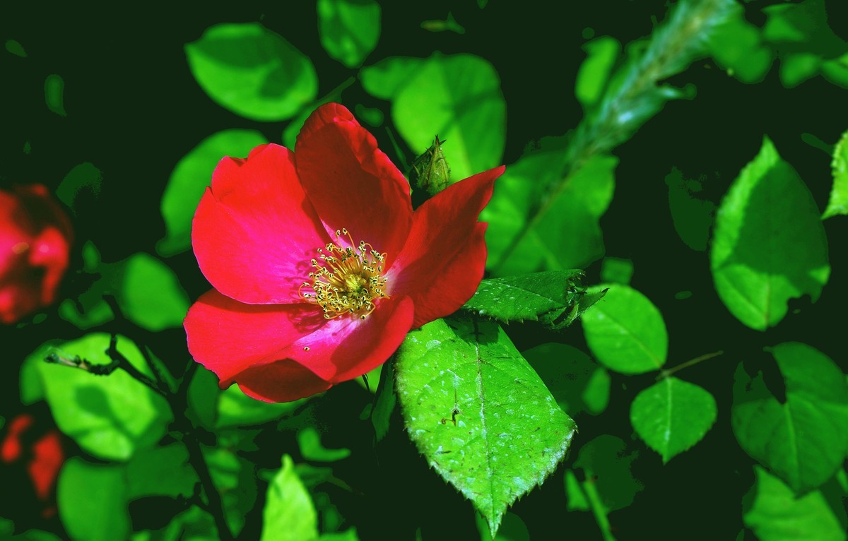 遛弯随拍花卉《1》