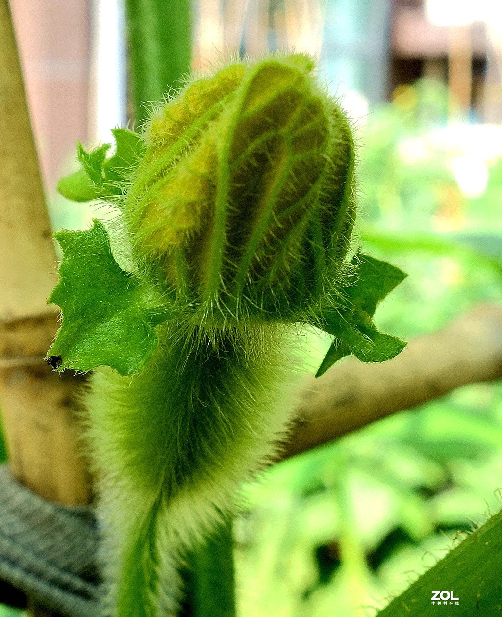 南瓜花黄瓜花儿