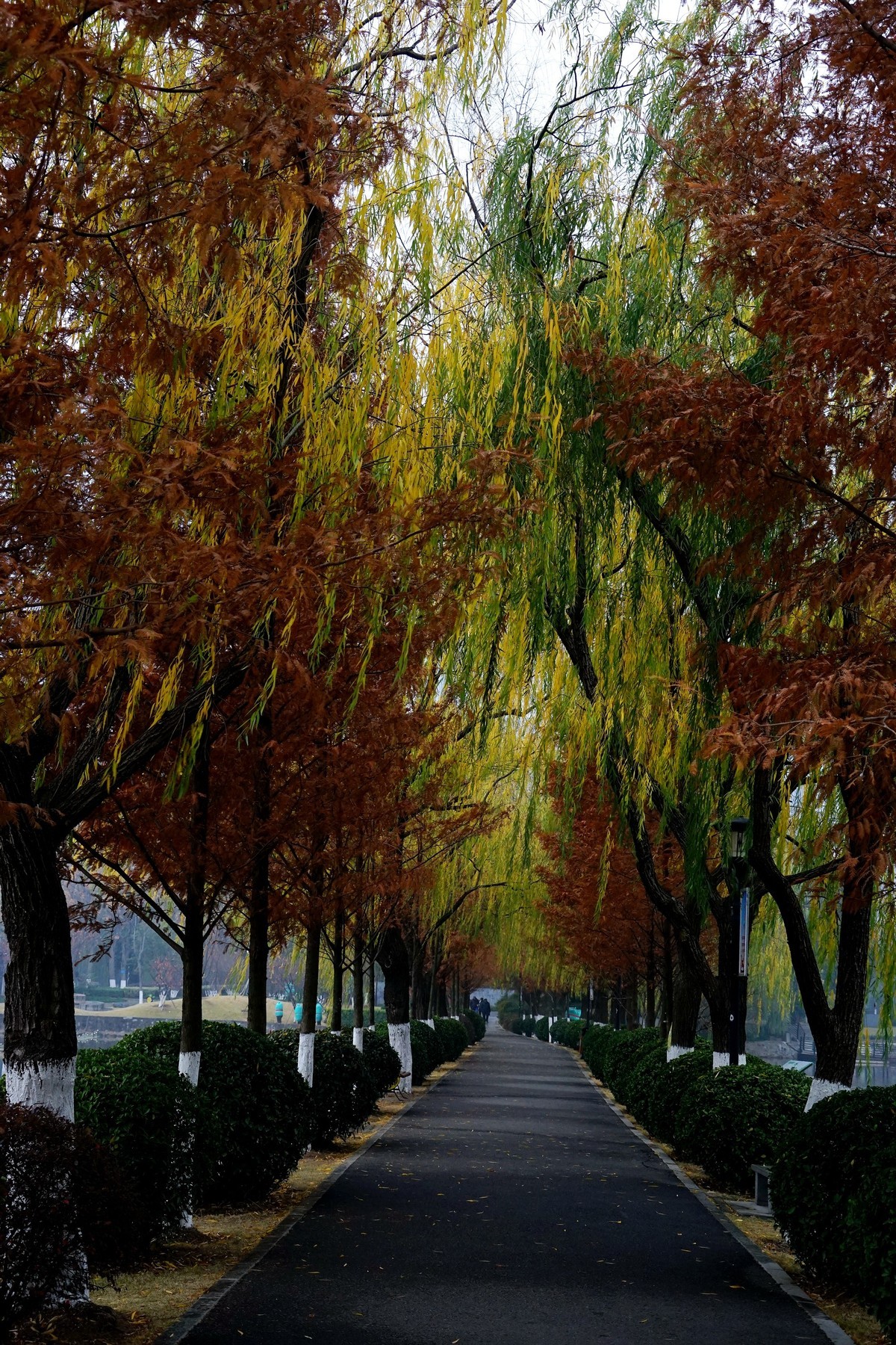 武汉印象---雨中的宝岛公园！